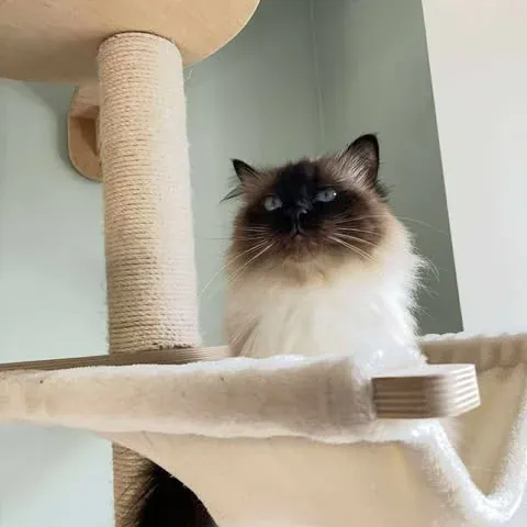 Ovärderliga Quito Quito 1